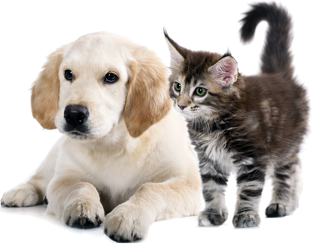 Animali Coupons & Promo Codes